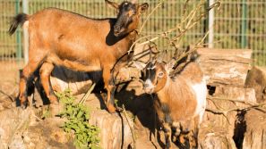 Tierische Bewohner