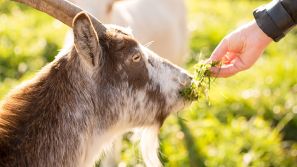 Tierische Bewohner