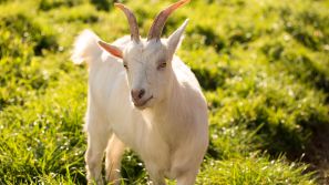 Tierische Bewohner