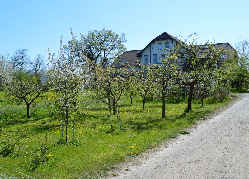 Baumpflanzung